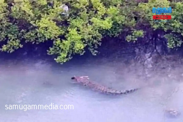 ஒரு வயது குழந்தையை அப்படியே முழுங்கிய முதலை... தந்தையும் படுகாயம்! 